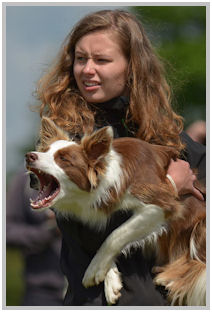 border collie speedy dream